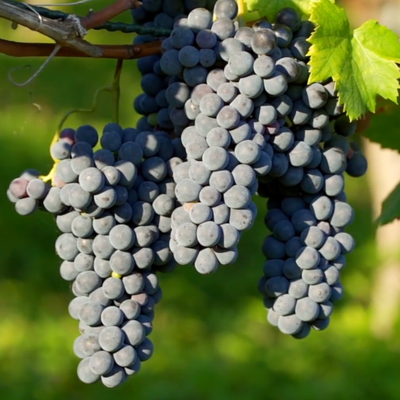 Weingut Röll 5
