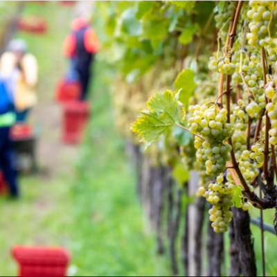 Weingut Röll 3