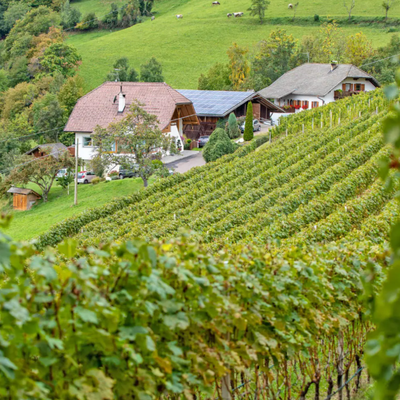 Weingut Röll 2